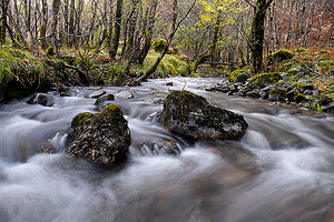 Polnish Burn